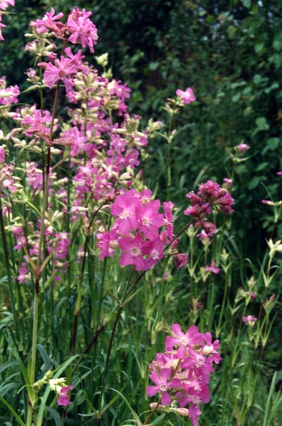 Viscaria vulgaris photo